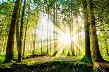Romeo Delogu - Summer Sunrise In Forest