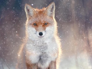 Fox - Glowing in the Snowstorm