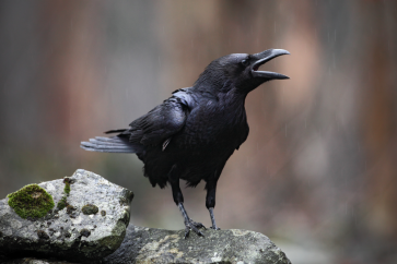 Crow - On a rock