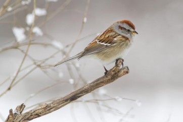 Bird - American Sparrow - Tree Branch With Falling Snow