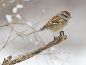 Bird - American Sparrow - Tree Branch With Falling Snow