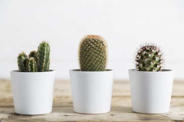 Cactus - 3