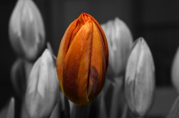 Alexander Bridges - About To Bloom