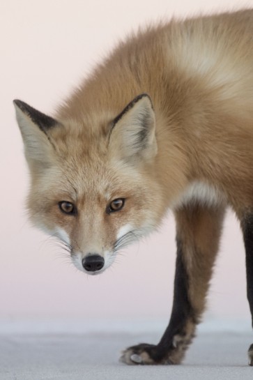 Fox - Hello There