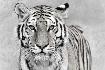 Tiger - You Want a Piece of Me?