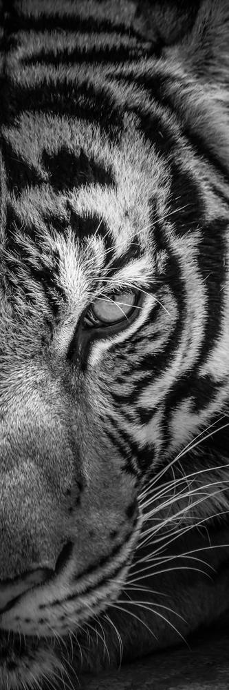 Tiger - Two Faces - Right