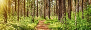 Renée Pehr - Bright Forest Path