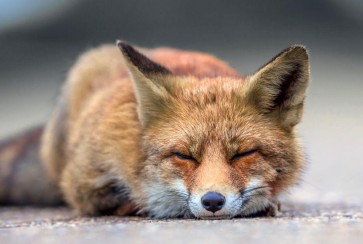 Fox - Nap time