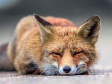 Fox - Nap time