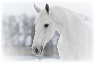 Horse - After the Snowstorm
