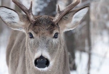 Deer - Wandering