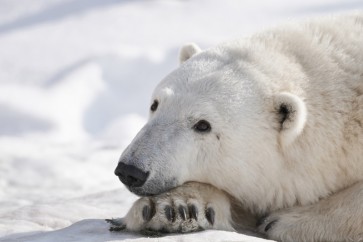 Polar Bear - End of The Nap