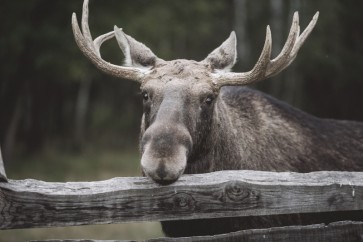 Moose - Lying on The Fence