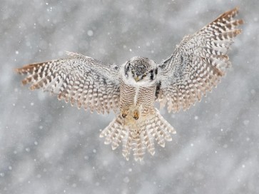 Owl - Flying - Winter Scene