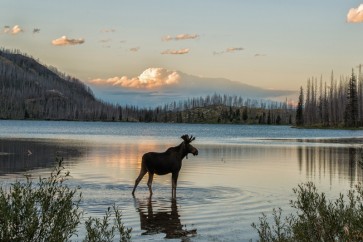 Moose - King of the Forest I