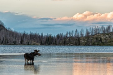 Moose - King of the Forest II