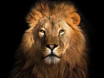 Lion - Out of the Dark