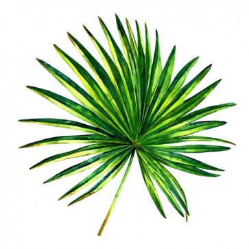 Tropical leaf