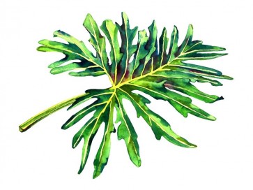 Tropical leaf