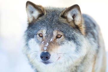 Wolf - Staring far Ahead