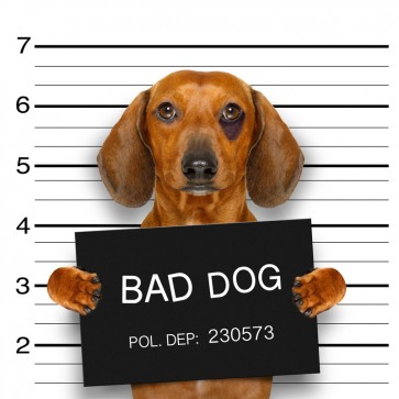 Pitou - Bad Dog II