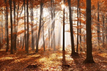 Theodor Climacus - Autumn Forest Sunset