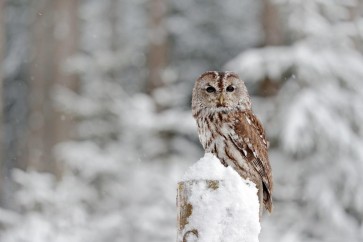 Owl - Good For You