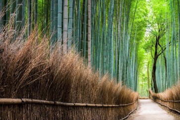 Tsunoi Masu - Japanese Bamboo Forest Bridge I