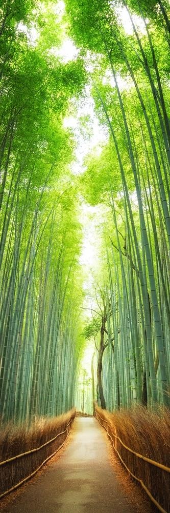 Tsunoi Masu - Japanese Bamboo Forest Bridge II