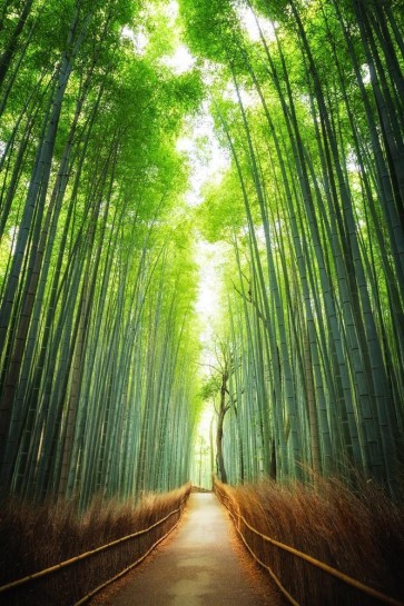 Tsunoi Masu - Japanese Bamboo Forest Bridge II