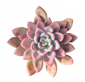 Succulent