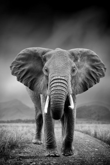Elephant - Morning Walk