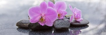 Omar Olavie - Pink Orchid with Black Stones