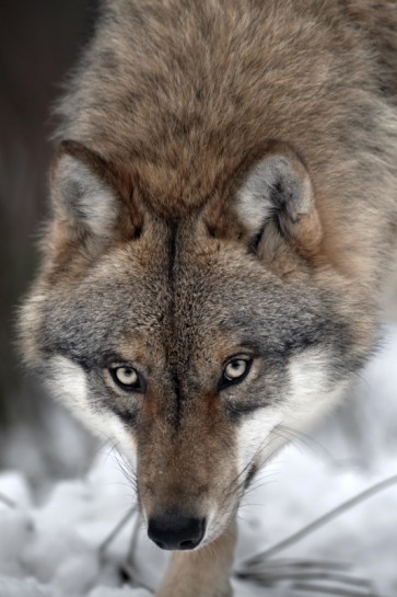 Wolf - Hungry Killing Machine