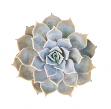 Succulent
