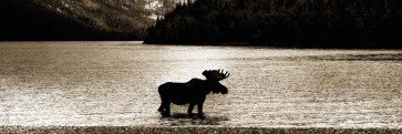 Moose - Lonely Bath