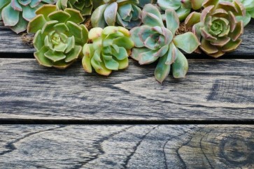 Succulents