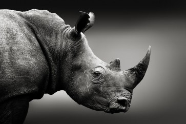 Rhinoceros - I Can See You