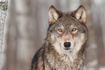Wolf - Winter Forest