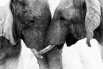 Elephant - Sincere Love