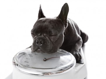Pitou - Sleepy on the Scale