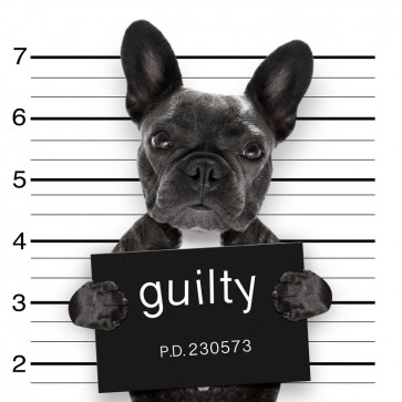 Pitou - Guilty