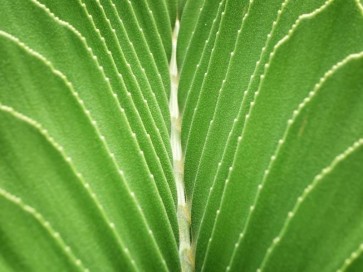 Tropical Leaf