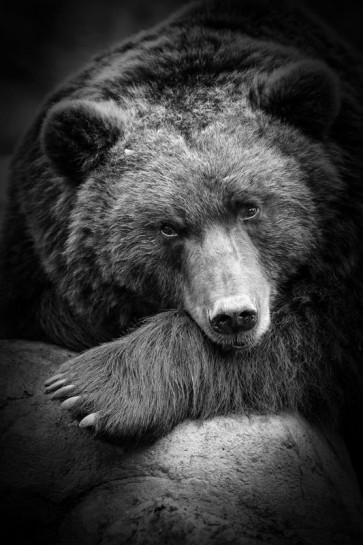 Bear - Anticipation