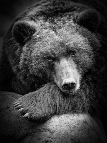 Bear - Anticipation