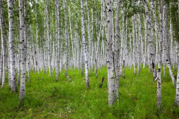 Frank Morse - Birches in Long Green Grass