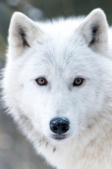 Arctic Wolf - Snowy Gaze