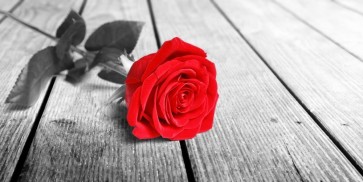 Rose Sanchez - Red Rose On The Jetty