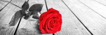 Rose Sanchez - Red Rose On The Jetty