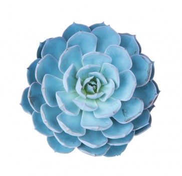 Succulent